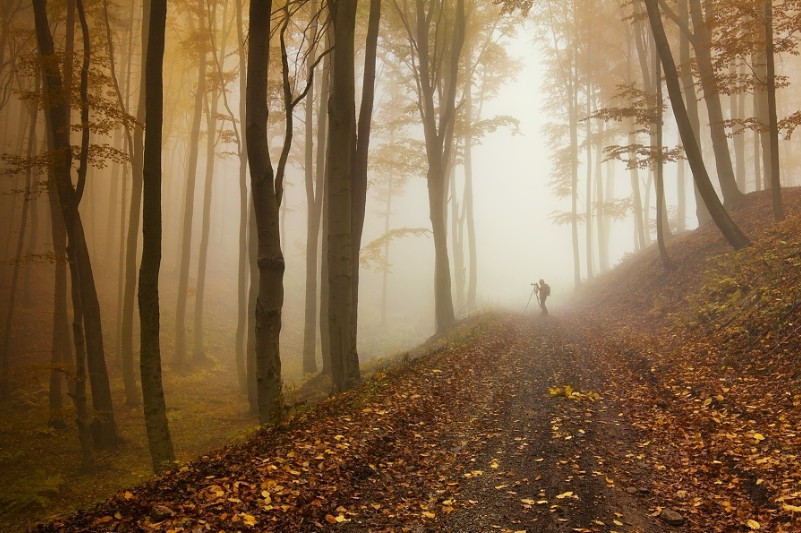 Фотограф в туманном лесу. Фото: Daniel Rericha