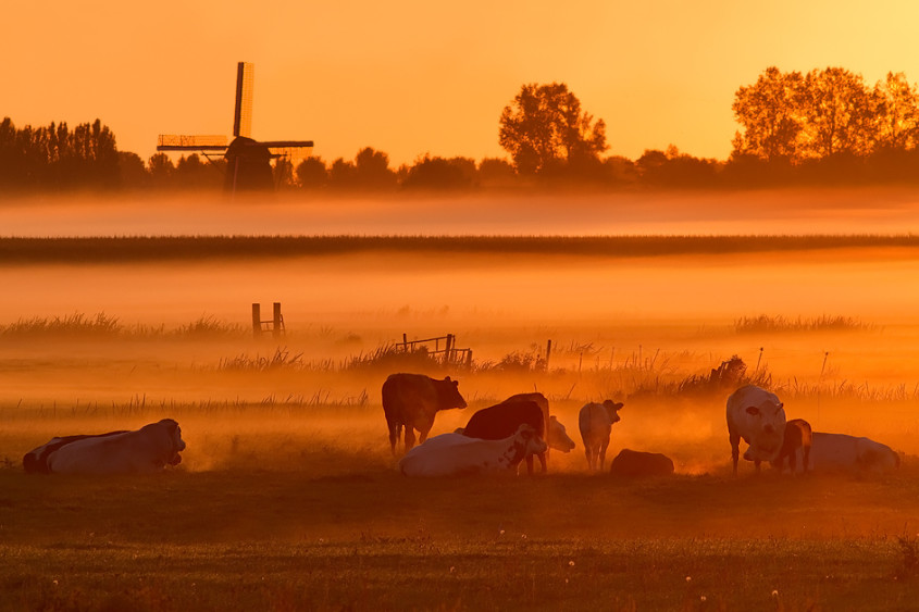 Фото: Roeselien Raimond